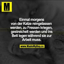 Einmal morgens von der Katze reingelassen werden, zu Fressen kriegen, gestreichelt werden und ins Bett legen, während si