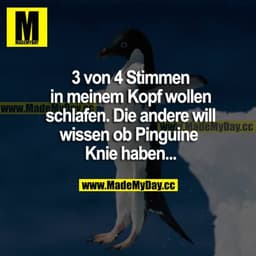 3 von 4 Stimmen in meinem Kopf wollen schlafen. Die andere will wissen, ob Pinguine Knie haben...