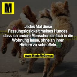 Jedes Mal diese Fassungslosigkeit meines Hundes, dass ich andere Menschen einfach in die Wohnung lasse, ohne an ihren Hi