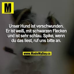 Unser Hund ist verschwunden. Er ist weiß, mit schwarzen Flecken und ist sehr schlau. Spike, wenn du das liest, ruf uns b