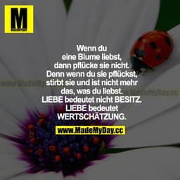 Wenn du eine Blume liebst, dann pflücke sie nicht.  Denn wenn du sie pflückst, stirbt sie und ist nicht mehr das, was du
