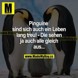 Pinguine sind sich auch ein Leben lang treu! - Die sehen ja auch alle gleich aus...