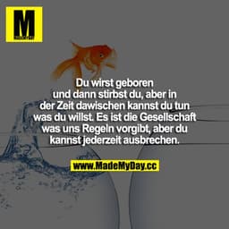 Du wirst geboren und dann stirbst du, aber in der Zeit dawischen kannst du tun was du willst. Es ist die Gesellschaft wa
