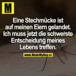 Eine Stechmücke ist auf meinen Eiern gelandet. Ich muss jetzt die schwerste Entscheidung meines Lebens treffen.