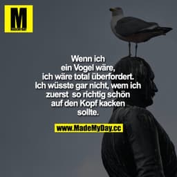 Wenn ich ein Vogel wäre, ich wäre total überfordert. Ich wüsste gar nicht, wem ich zuerst  so richtig schön auf den Kopf
