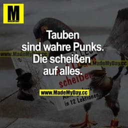 Tauben sind wahre Punks. Die scheißen auf alles.