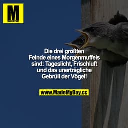 Die drei größten Feinde eines Morgenmuffels sind: Tageslicht, Frischluft und das unerträgliche Gebrüll der Vögel!