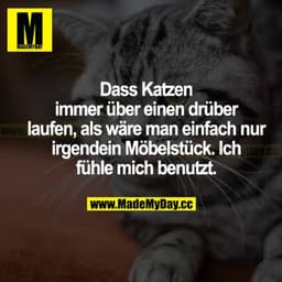 Dass Katzen immer über einen drüber laufen, als wäre man einfach nur irgendein Möbelstück. Ich fühle mich benutzt.