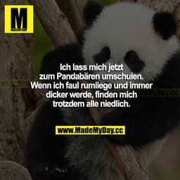 Ich lasse mich jetzt zum Pandabären umschulen. Wenn ich faul rumliege und immer dicker werde, finden mich trotzdem alle 
