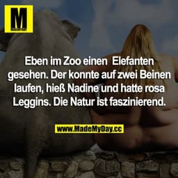 Eben im Zoo einen Elefanten gesehen. Der konnte auf zwei Beinen laufen, hieß Nadine und hatte rosa Leggins. Die Natur is