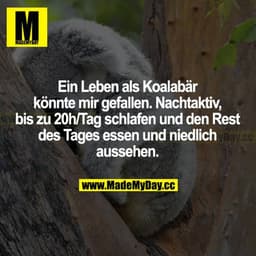 Ein Leben als Koalabär könnte mir gefallen. nachtaktiv, bis zu 20h/Tag schlafen und den Rest des Tages essen und niedlic