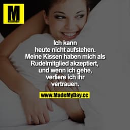 Ich kann heute nicht aufstehen. Meine Kissen haben mich als Rudelmitglied akzeptiert, und wenn ich gehe, verliere ich ih