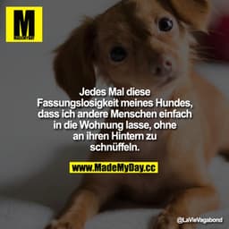 Jedes Mal diese Fassungslosigkeit meines Hundes, dass ich andere Menschen einfach in die Wohnung lasse, ohne an ihren Hi