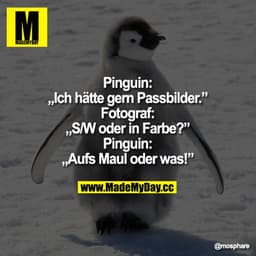 Pinguin: „Ich hätte gern Passbilder."
Fotograf:„S/W oder in Farbe?"
Pinguin:„AufsMaul oder was!"
