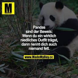 Pandas sind der Beweis:
Wenn du ein wirklich niedliches Outfit trägst, dann nennt dich auch niemand fett.