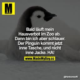 Bald läuft mein Hausverbot im Zoo ab. Dann bin ich aber schlauer.
Der Pinguin kommt jetzt inne Tasche,
und nicht inne Ja