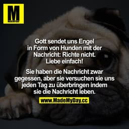 Gott sendet uns Engel in Form von Hunden mit der Nachricht: Richte nicht, Liebe einfach!

Sie haben die Nachricht zwar g