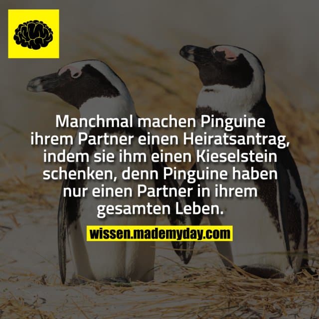 Manchmal machen Pinguine ihrem Partner einen Heiratsantrag, indem sie ihm einen Kieselstein schenken, denn Pinguine hab…