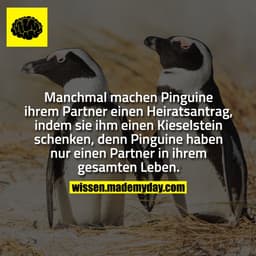 Manchmal machen Pinguine ihrem Partner einen Heiratsantrag, indem sie ihm einen Kieselstein schenken, denn Pinguine habe