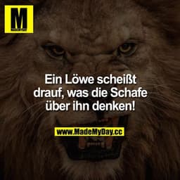 Ein Löwe scheisst drauf, was die Schafe über ihn denken!