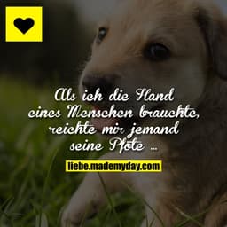 Als ich die Hand eines Menschen brauchte, reichte mir jemand seine Pfote ...