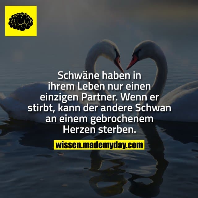 Schwäne haben in ihrem Leben nur einen einzigen Partner. Wenn er stirbt, kann der andere Schwan an einem gebrochenem He…