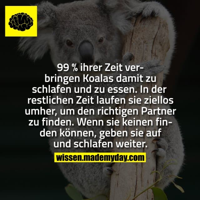 99 % ihrer Zeit verbringen Koalas damit zu schlafen und zu essen. In der restlichen Zeit laufen sie ziellos umher, um d…