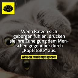 Wenn Katzen sich geborgen fühlen, drücken sie ihre Zuneigung dem Menschen gegenüber durch „Kopfstöße“ aus.