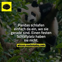 Pandas schlafen einfach da ein, wo sie gerade sind. Einen festen Schlafplatz haben sie nicht.