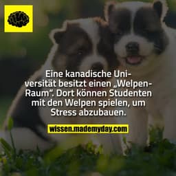 Eine kanadische Universität besitzt einen „Welpen-Raum“. Dort können Studenten mit den Welpen spielen. um Stress abzubau