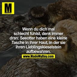 Wenn du dich mal schlecht fühlst, denk immer dran: Seeotter haben eine kleine Tasche in ihrer Haut, in der sie ihren Lie