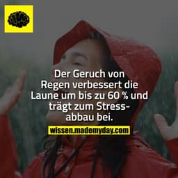 Der Geruch von Regen verbessert die Laune um bis zu 60 % und trägt zum Stressabbau bei.
