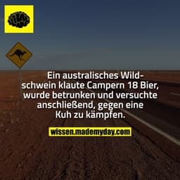 Ein australisches Wildschwein klaute Campern 18 Bier, wurde betrunken und versuchte anschließend, gegen eine Kuh zu kämp