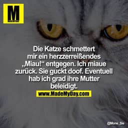 Die Katze schmettert mir ein herzzerreißendes "Miau!" entgegen. Ich miaue zurück. Sie guckt doof. Eventuell hab ich grad
