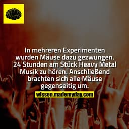In mehreren Experimenten wurden Mäuse dazu gezwungen, 24 Stunden am Stück Heavy Metal Musik zu hören. Anschließend brach