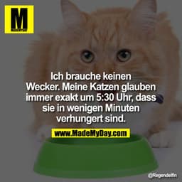 Ich brauche keinen Wecker. Meine Katzen glauben immer exakt um 5:30 Uhr, dass sie in wenigen Minuten verhungert sind.