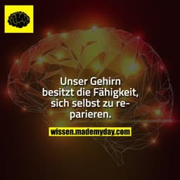 Unser Gehirn besitzt die Fähigkeit, sich selbst zu reparieren.