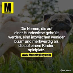 Die Namen, die auf einer Hundewiese gebrüllt werden, sind inzwischen weniger bizarr und merkwürdig als die auf einem Kin