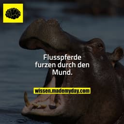 Flusspferde furzen durch den Mund.