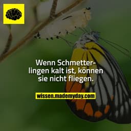 Wenn Schmetterlingen kalt ist, können sie nicht fliegen.