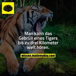 Man kann das Gebrüll eines Tigers bis zu drei Kilometer weit hören.