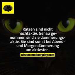 Katzen sind nicht nachtaktiv. Genau genommen sind sie dämmerungsaktiv. Sie sind somit bei Abend- und Morgendämmerung am 