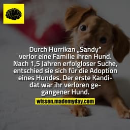 Durch Hurrikan „Sandy“ verlor eine Familie ihren Hund. Nach 1,5 Jahren erfolgloser Suche, entschied sie sich für die Ado