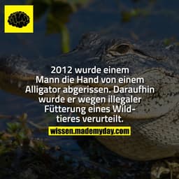 2012 wurde einem Man die Hand von einem Alligator abgerissen. Daraufhin wurde er wegen illegaler Fütterung eines Wildtie
