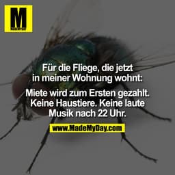 Für die Fliege, die jetzt in meiner Wohnung wohnt. Miete wird zum Ersten gezahlt. Keine Haustiere. Keine laute Musik nac