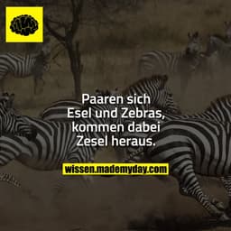 Paaren sich Esel und Zebras, kommen dabei Zesel heraus.