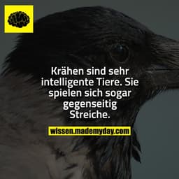 Krähen sind sehr intelligente Tiere. Sie spielen sich sogar gegenseitig Streiche.