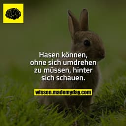 Hasen können, ohne sich umdrehen zu müssen, hinter sich schauen.