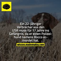 Ein 22-jähriger Verbrecher aus den USA muss für 17 Jahre ins Gefängnis, da er einen Polizeihund namens Rocco ermordet ha