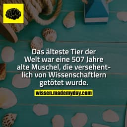 Das älteste Tier der Welt war eine 507 Jahre alte Muschel, die versehentlich von Wissenschaftlern getötet wurde.